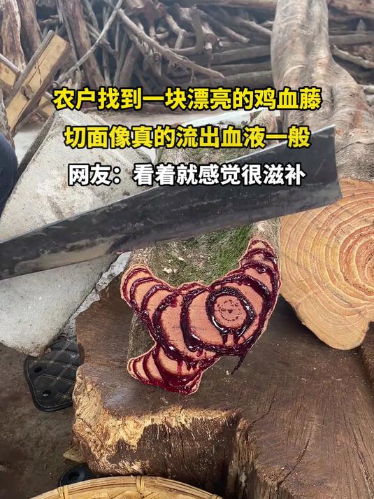 农户找到一块漂亮的鸡血藤,切面像真的流出血液一般