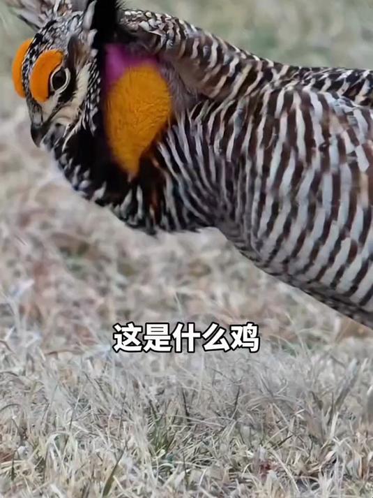 分享23种鸡,有没有你见过的呢