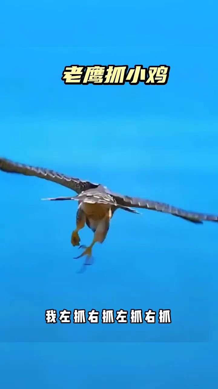 看我老鹰抓小鸡