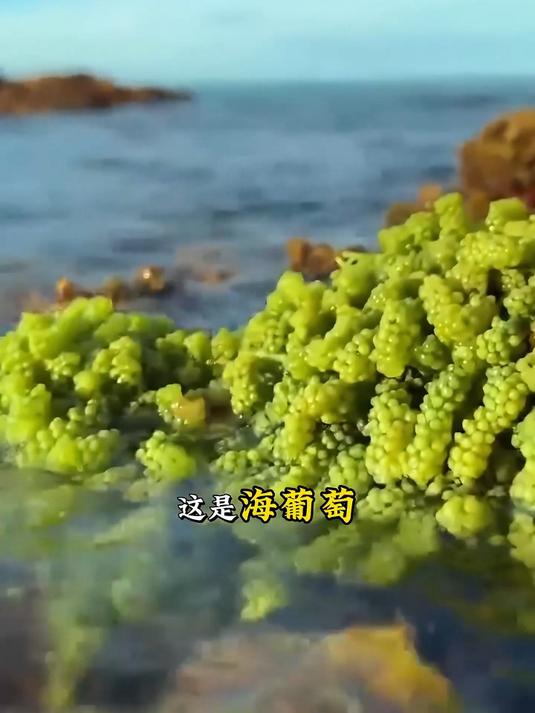 带你认识海生植物!