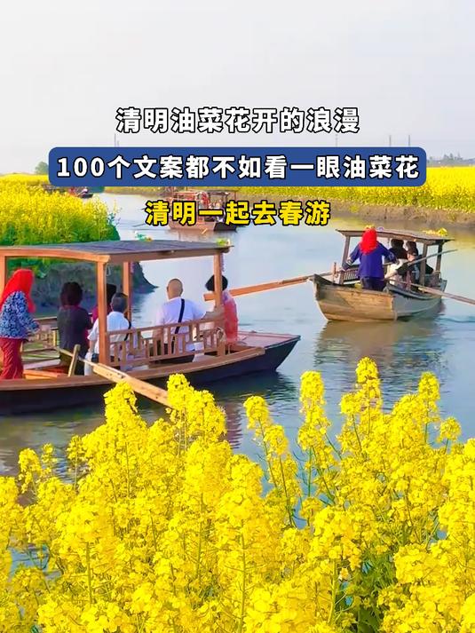 清明油菜花开的浪漫,100个文案都不如看一眼油菜花,一起去春游