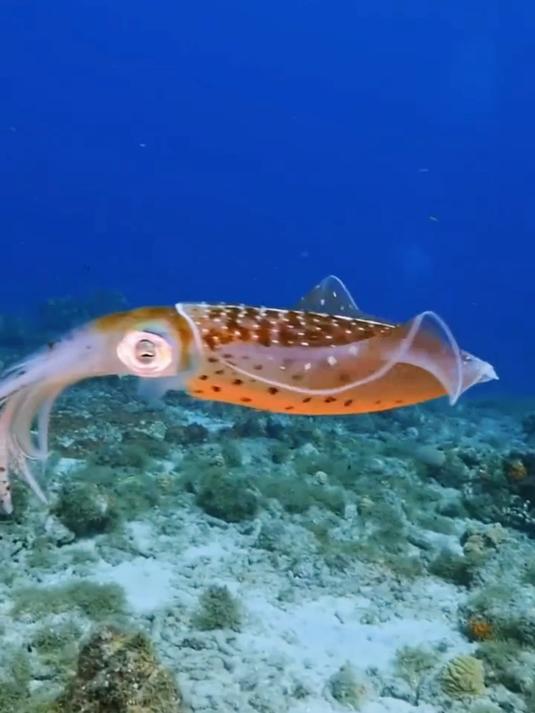 鱿鱼，乌贼和章鱼有什么区别？！