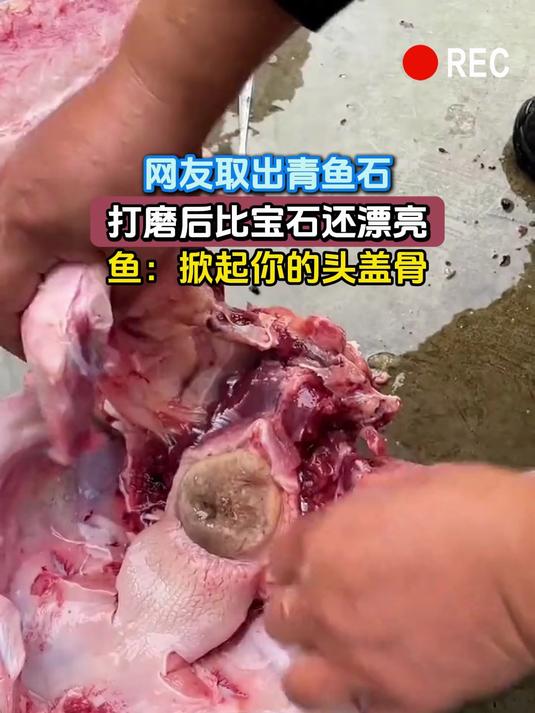 网友取出青鱼石,打磨后比宝石还漂亮,鱼:掀起你的头盖骨