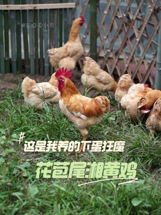 这是目前我这里见过下蛋最厉害的鸡了
