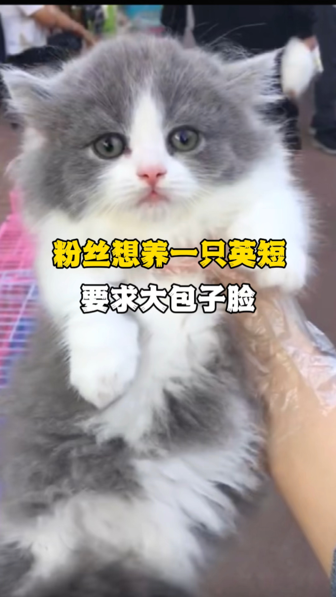 帮粉丝淘一只大包子蓝白
