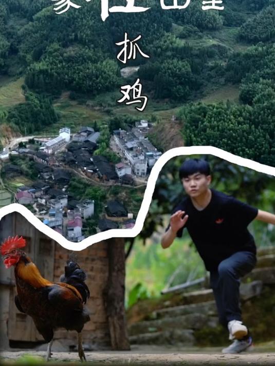 捕鸡神器现世!为何它能让鸡群 “束手就擒”?