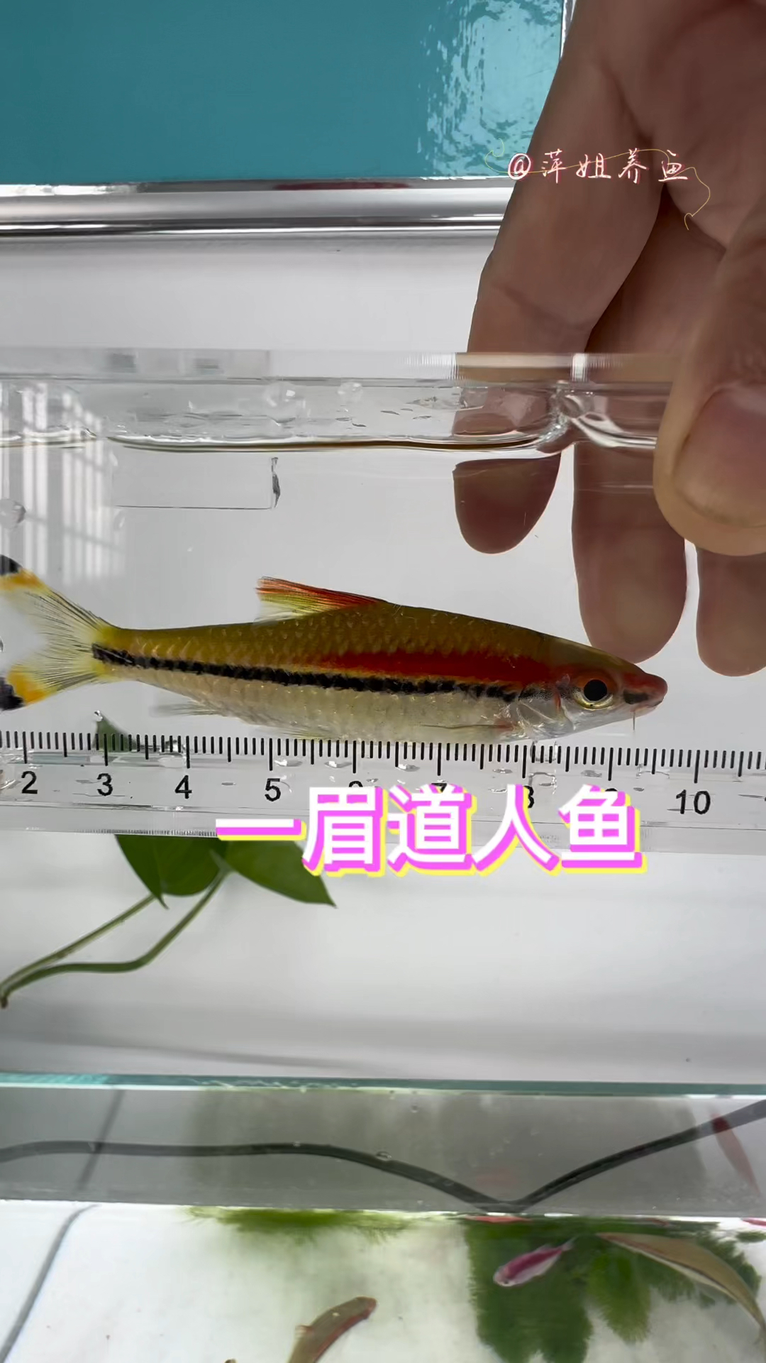 一眉道人鱼是一种原产于印度的鱼,性情温和属中下层鱼#鱼缸里的大自然 #养鱼日记