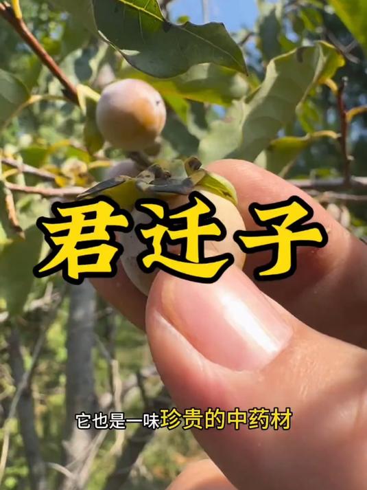 太行山无核黑枣_糯糯软软的小黑枣味道清淡营养价值非常高
