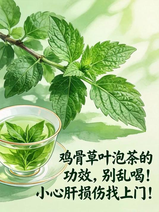鸡骨草叶泡茶的功效，别乱喝！小心肝损伤找上门！