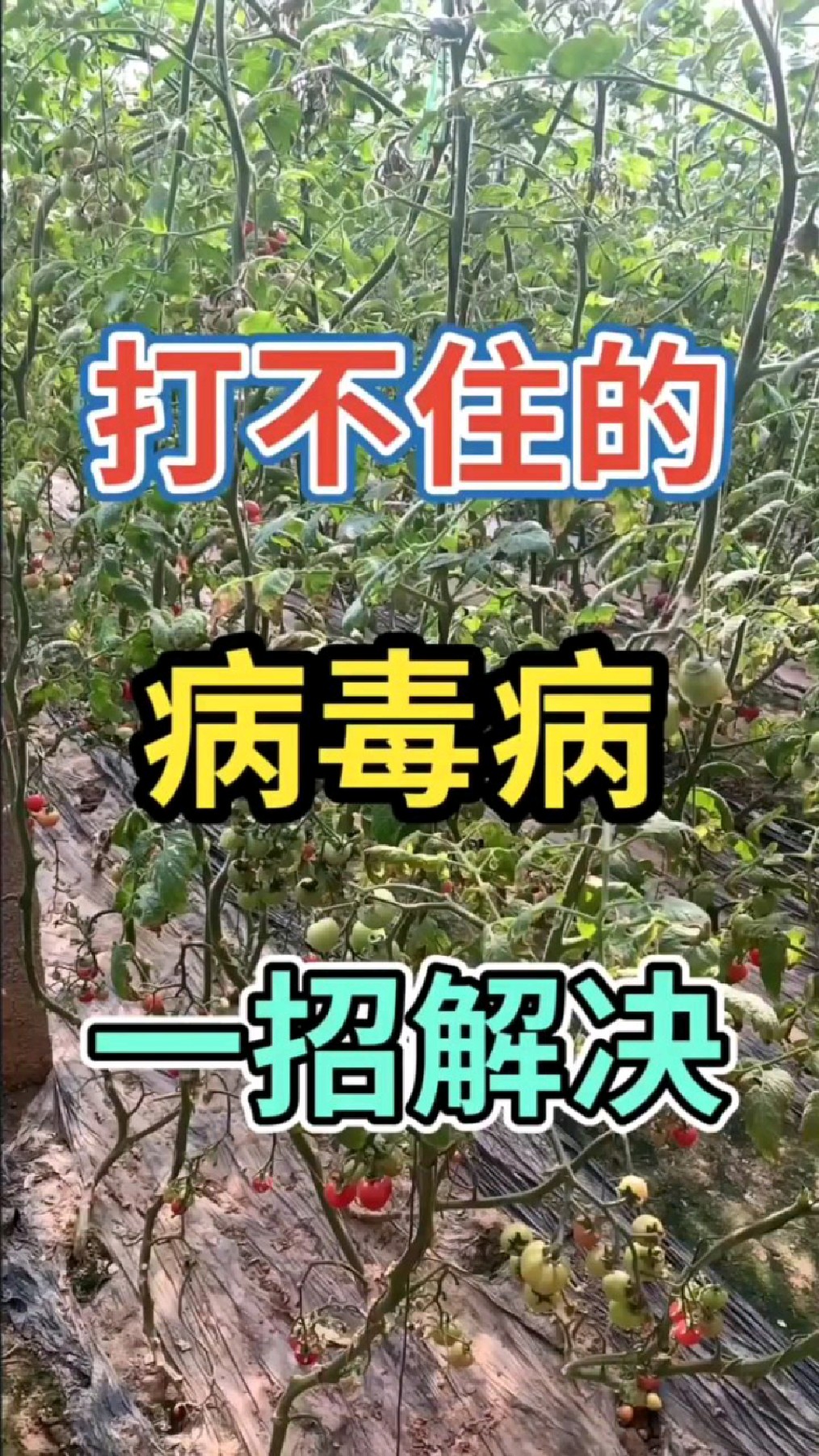 作物得了病毒病如何防治?教你一招解决病毒病的小配方!