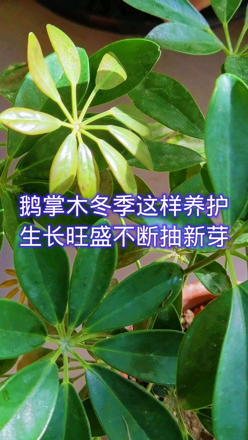 鹅掌木冬季这样养护,生长旺盛不断抽新芽