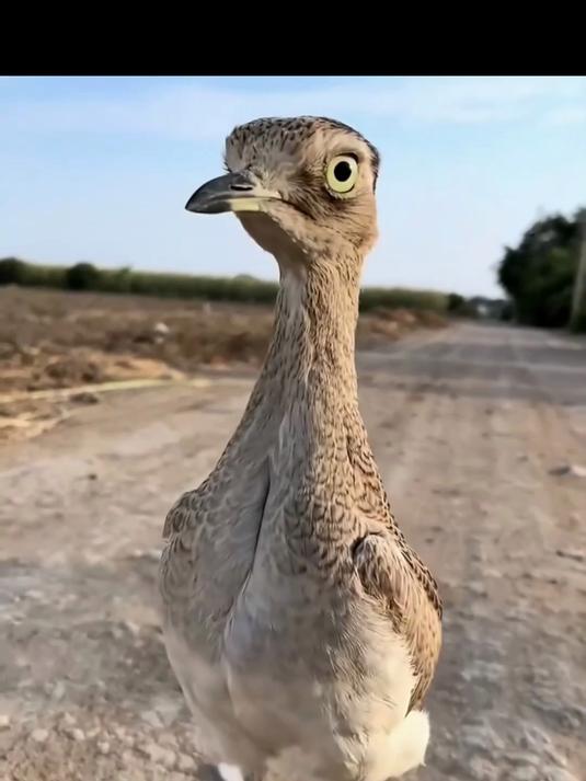 分享科普不同品种的鸟,你认识几种?