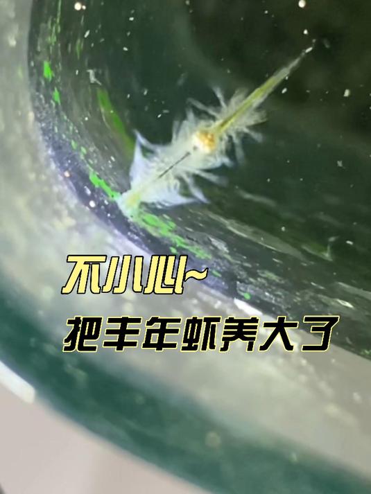一个不小心把丰年虾养大了