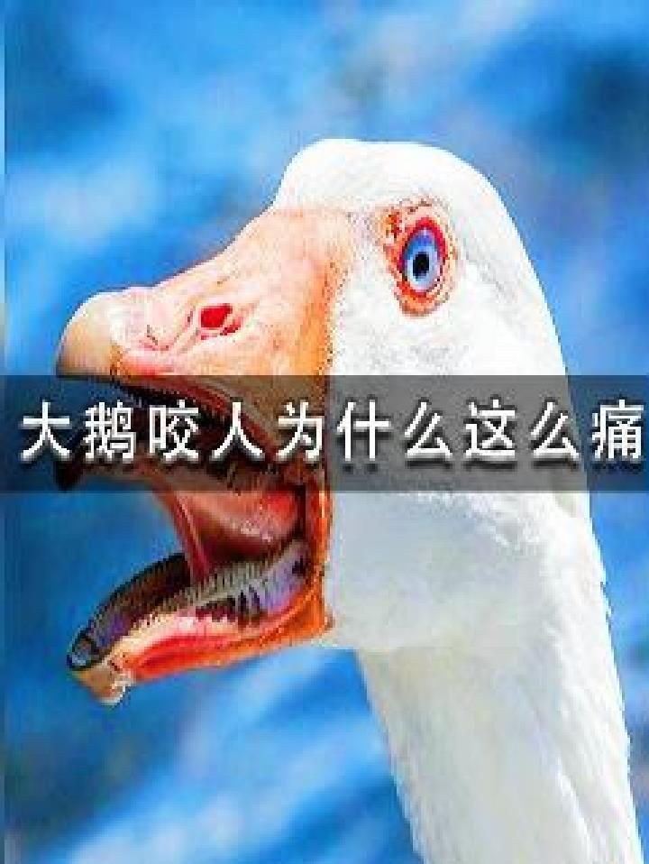 奇妙的动物 科普 大鹅咬人为什么会这么痛