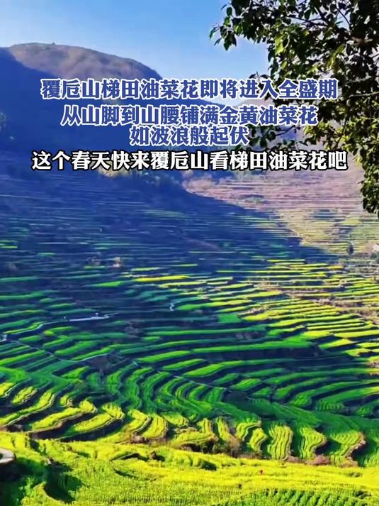 这个春天快来覆卮山看梯田油菜花吧