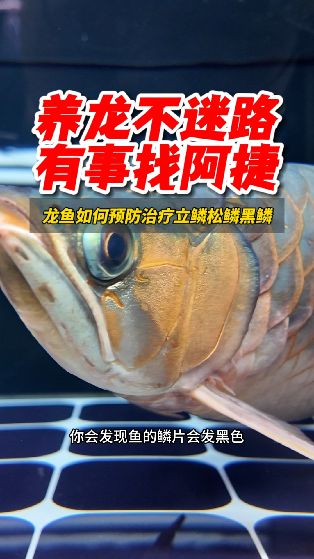 养龙不迷路,有事找阿捷!龙鱼立鳞交叉感染如何预防和治疗。