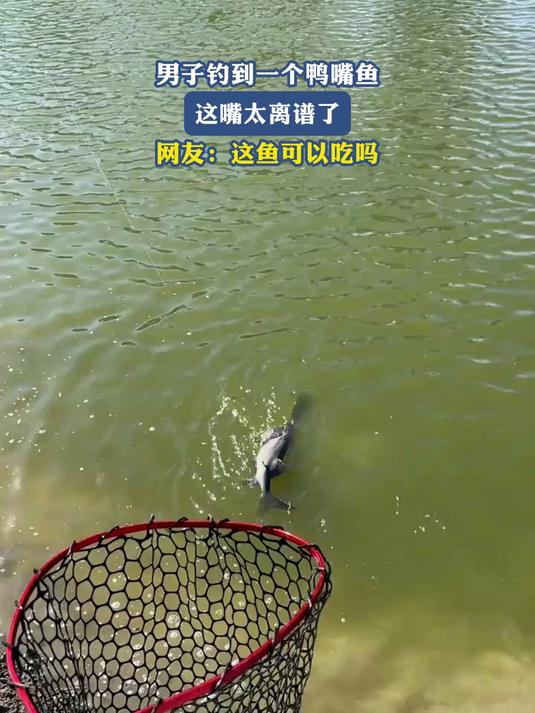 男子钓到一个鸭嘴鱼,这嘴太离谱了,网友:这鱼可以吃吗?
