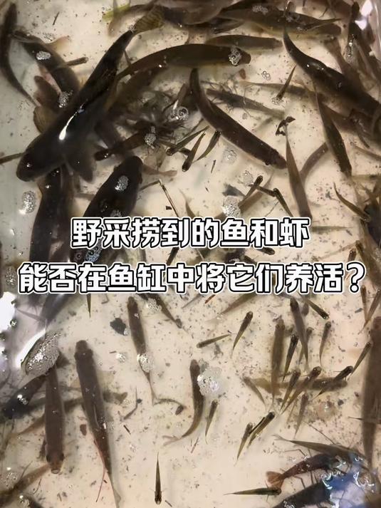 原生猛鱼缸新成员就位!好多新品种～