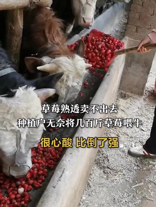 黑鱼金汤酸菜鱼,高蛋白低脂肪,酸辣开胃营养又解馋!