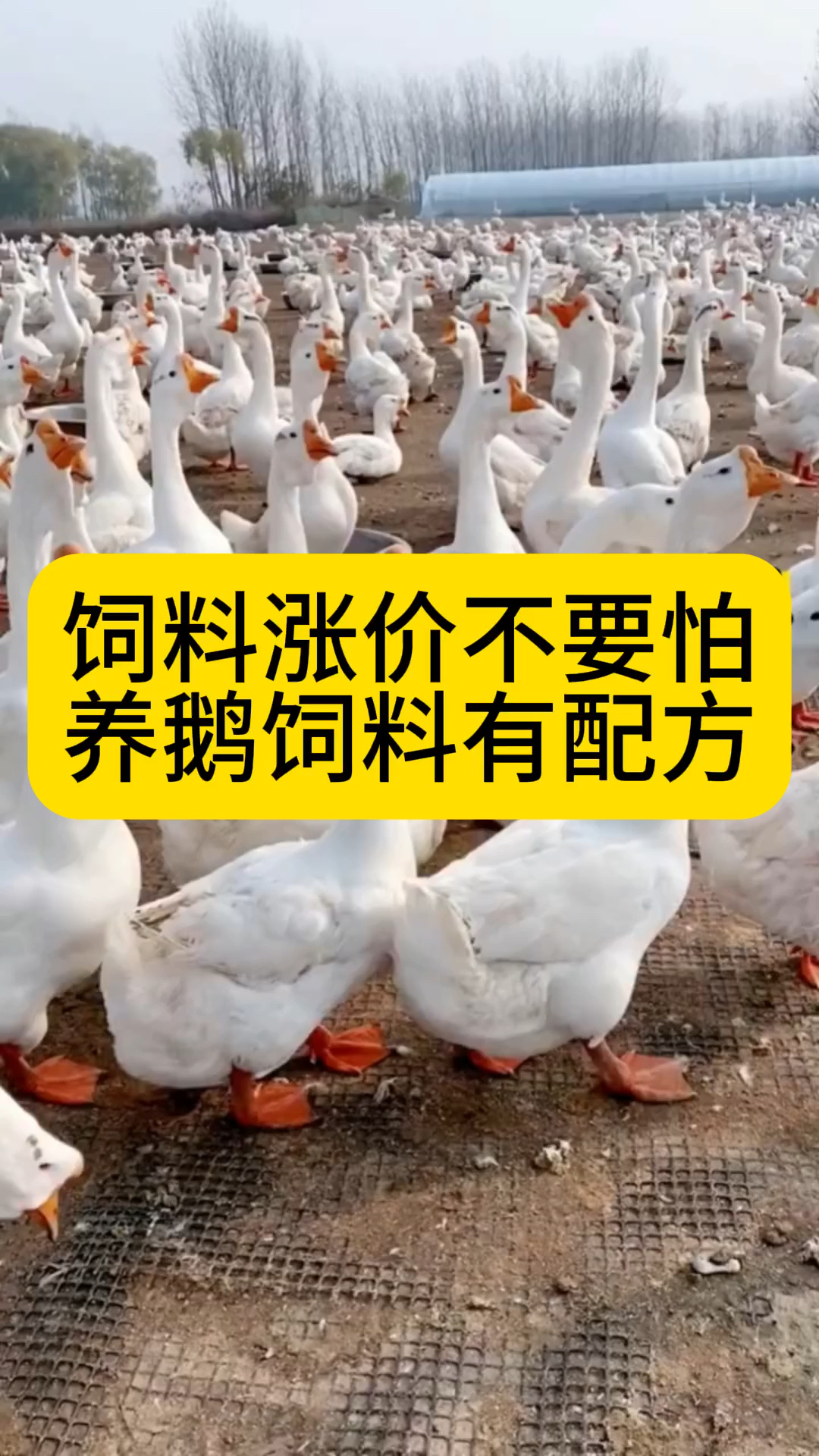 饲料涨价不要怕,养鹅饲料有配方!
