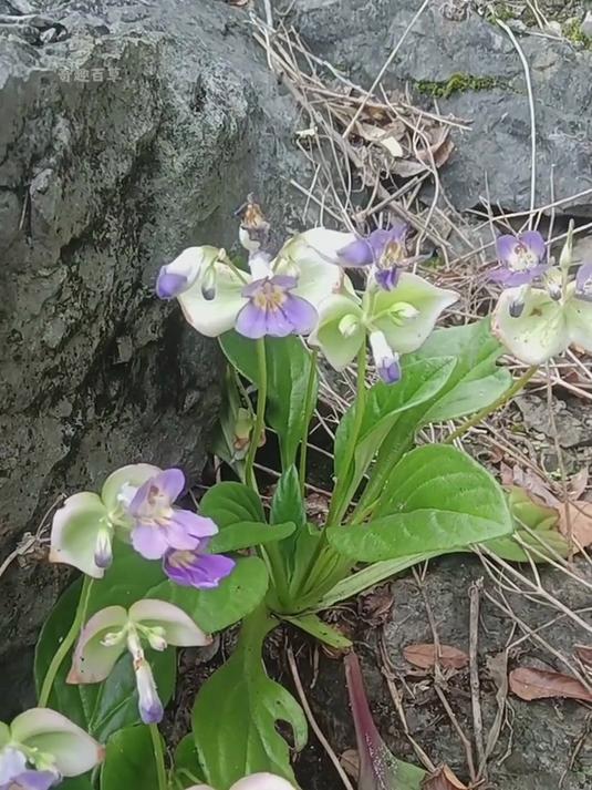 岩白菜又名岩菖蒲,号称山中的“仙药”,村里的老先生遇见了常把它采回家 #植物科普#