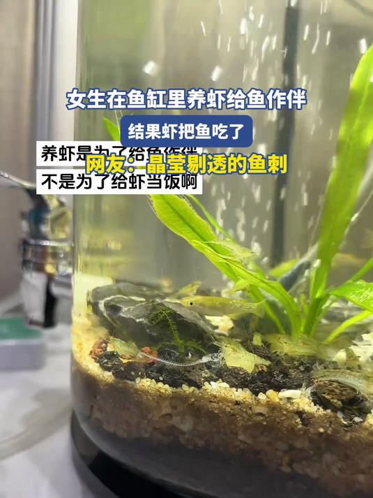 女生在鱼缸里养虾给鱼作伴,结果虾反而把鱼吃了