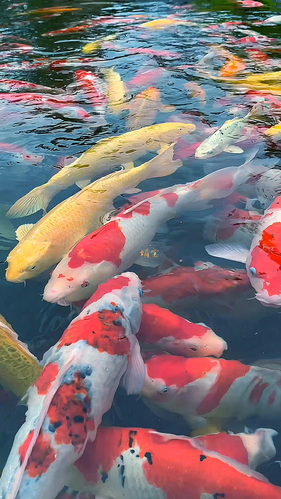 吉祥招财鱼,恭喜你发财,鸿运当头来