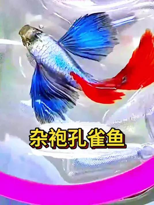 杂袍孔雀鱼好养能繁殖,花纹各异超耐养,你养吗?