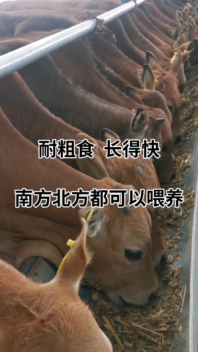 肉牛养殖基地