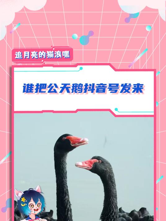 谁把公天鹅账号发来，我给它转点钱