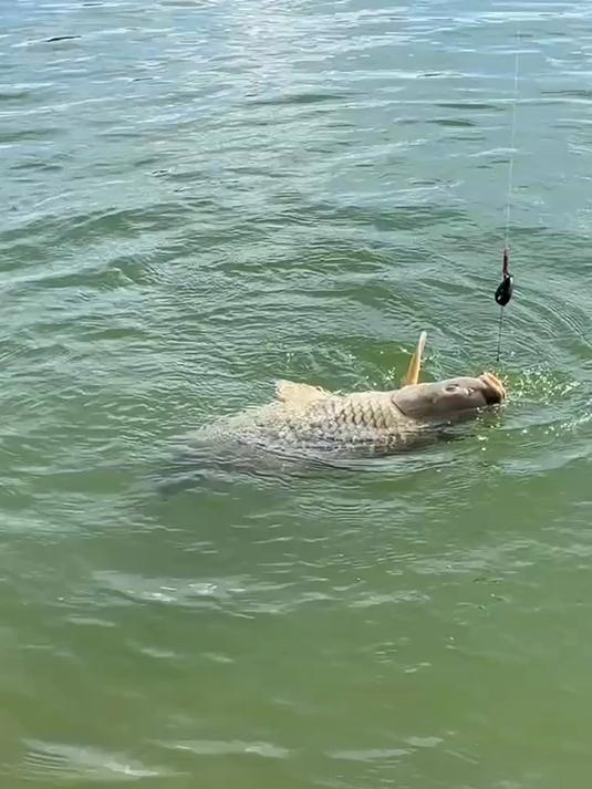 挂不同的饵料可以钓不同的鱼,鲤鱼草鱼黑鱼鲶鱼甲鱼都可以钓
