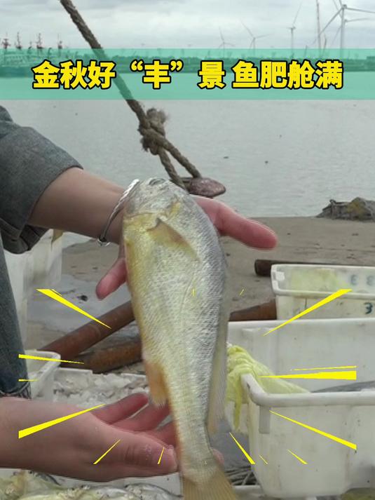 鱼肥舱满!金秋好“丰”景 海洋捕捞喜获丰收