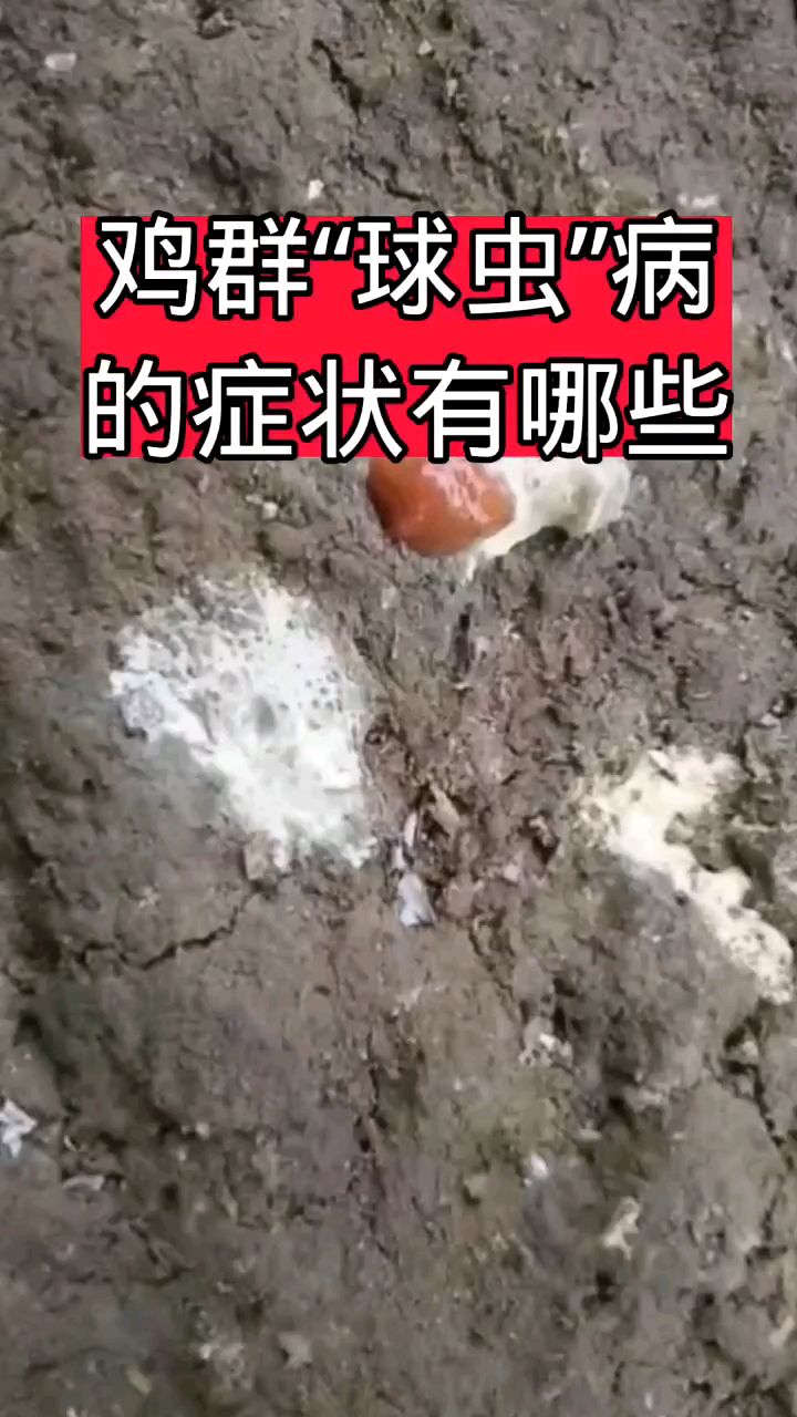 鸡球虫有什么症状