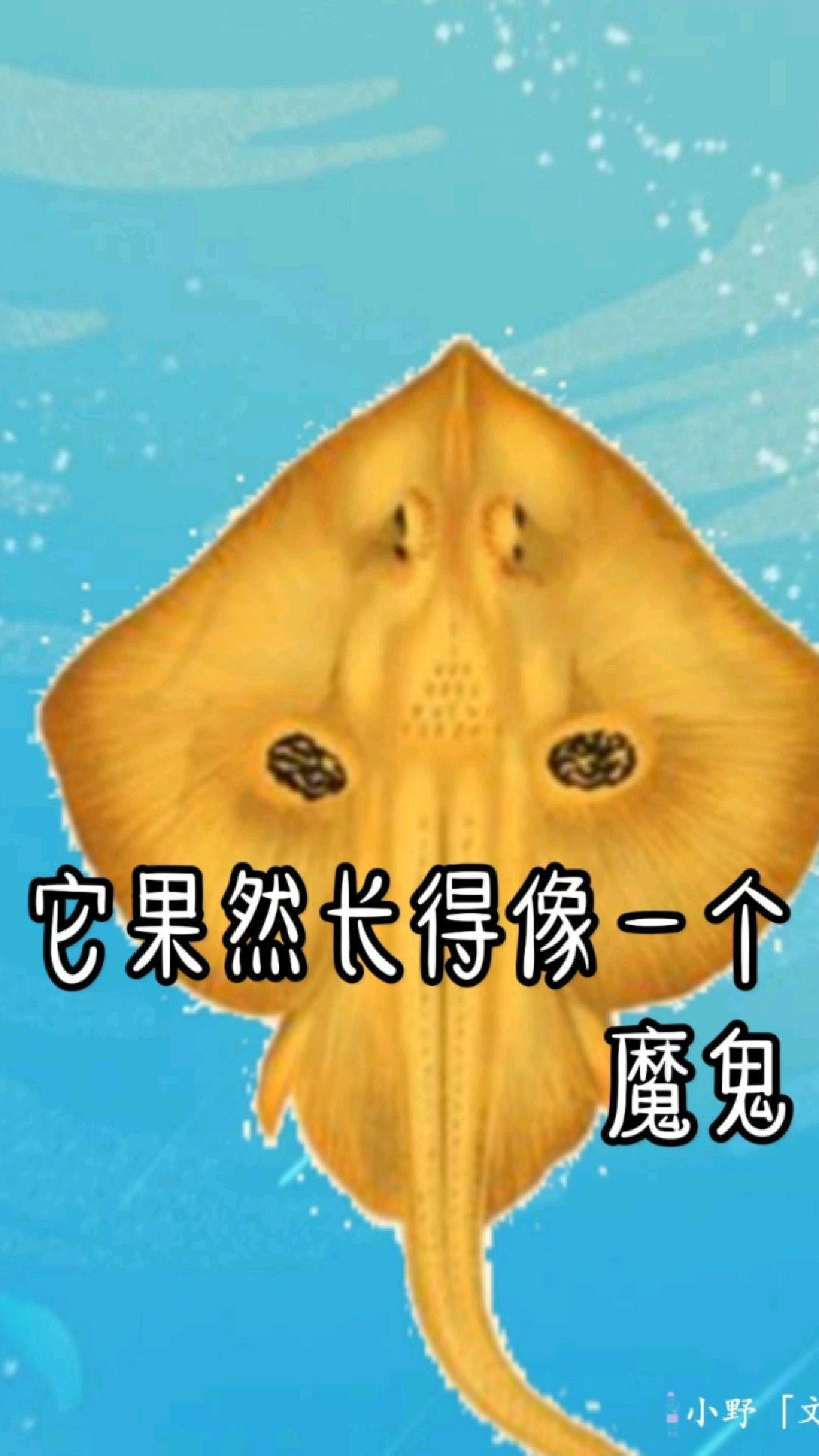 魔鬼鱼笑的原因是什么?