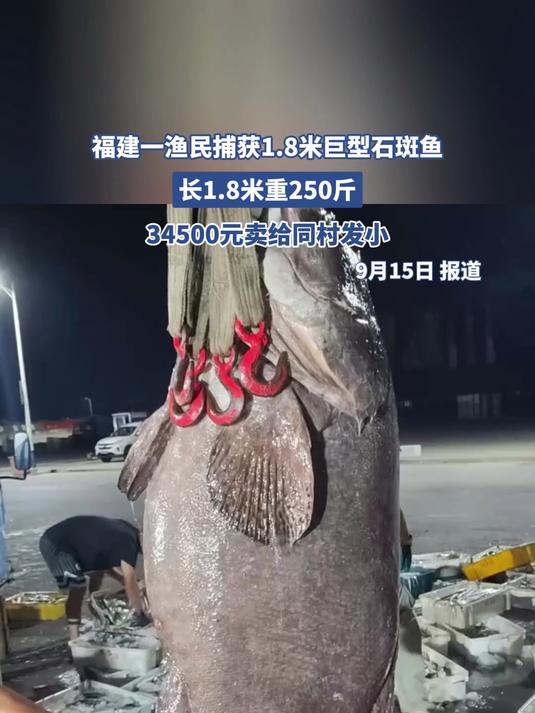 福建一渔民捕获1.8米巨型石斑鱼,重250斤卖了34500元