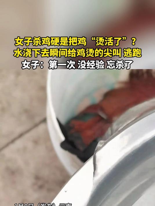 女子杀鸡硬是把鸡烫“活了”?水浇下去瞬间给鸡烫的尖叫逃跑