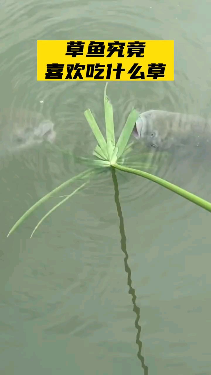 草鱼爱吃什么草
