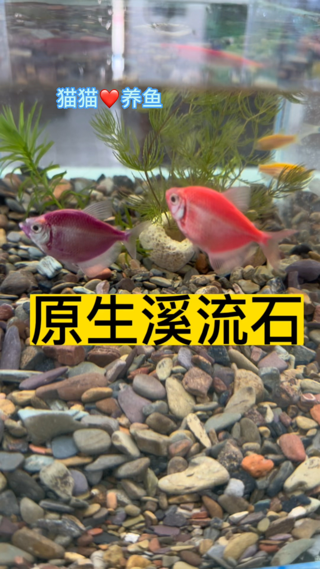 纯天然的原生溪流石,适合各种鱼缸,造型美观,颜色艳丽,怎么用都好看