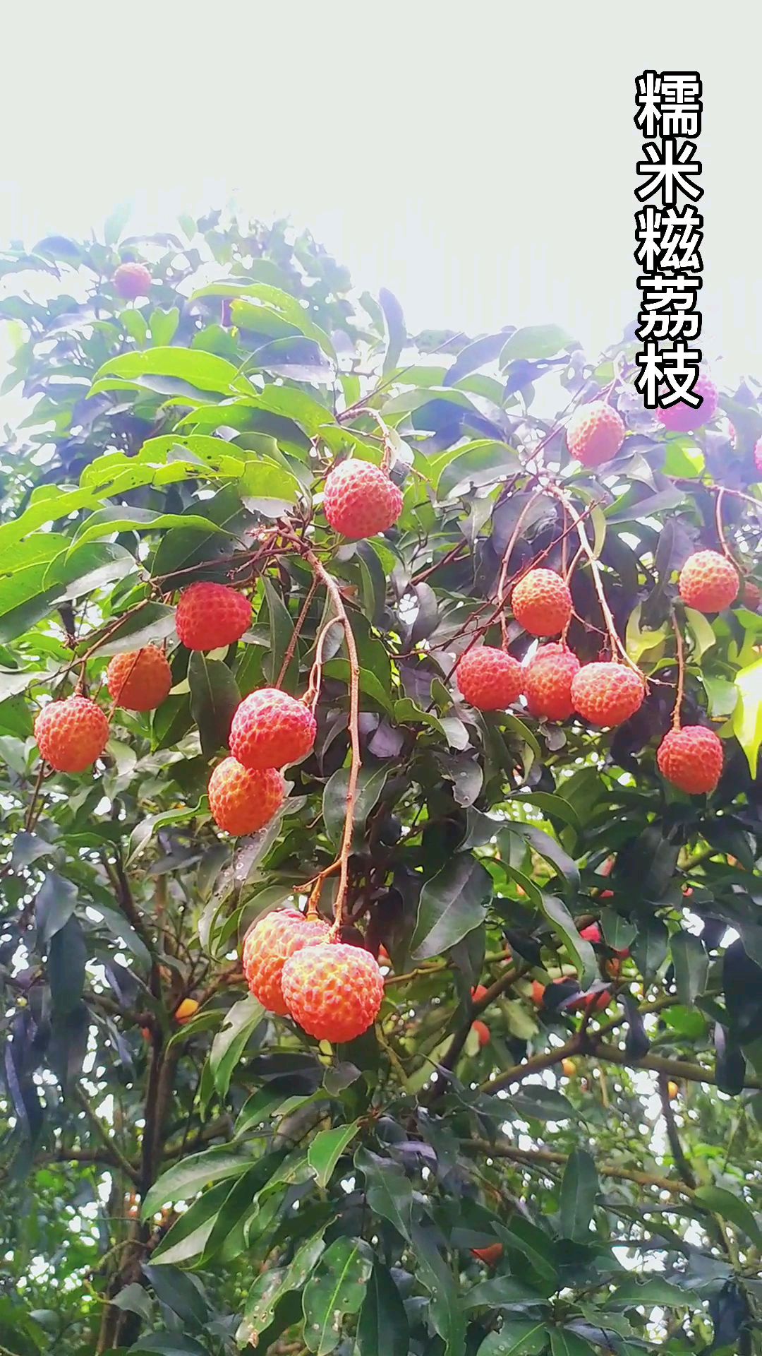 家乡的荔枝园,糯米糍荔枝熟了。糯糯的香味,就是家乡的味道