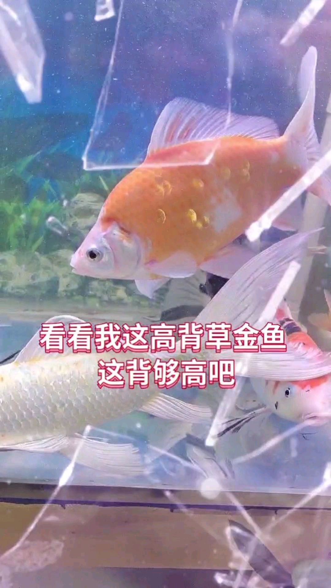 这草金鱼背够高吧,养一年半有一斤半