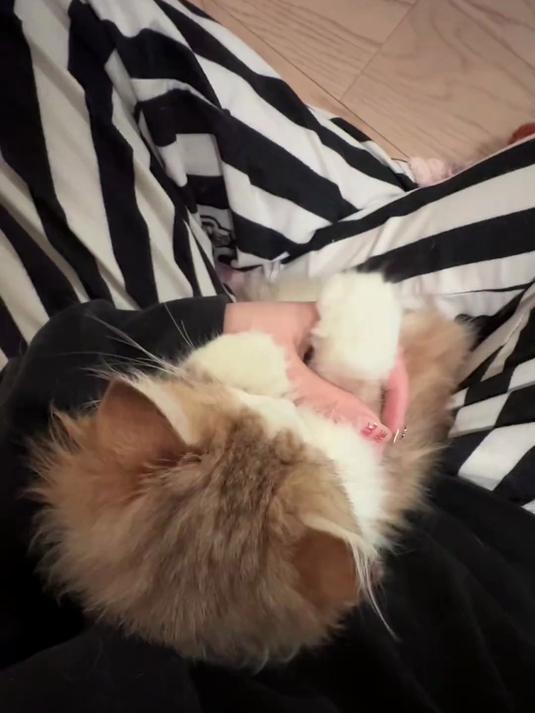 小鸡毛品种大揭秘！女儿啊！终于不被说是金渐层和布偶猫配的了！