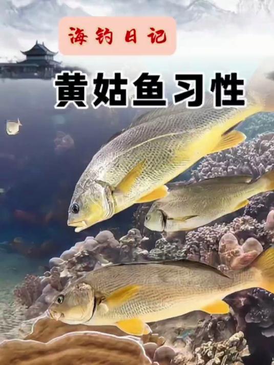 黄姑鱼的习性和钓法！
