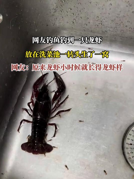 网友钓鱼钓到一只龙虾,放在洗菜池一转头生了一窝
