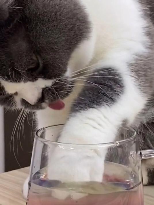 别人家猫爪子怎么那么可爱