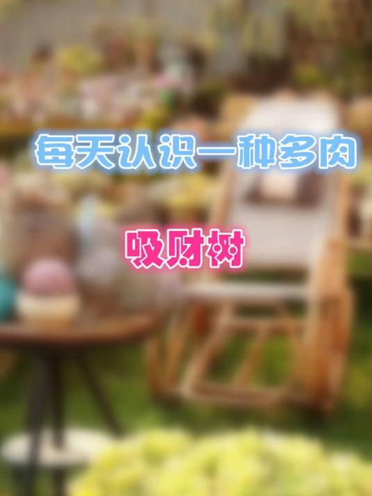 羽安讲多肉：吸财树