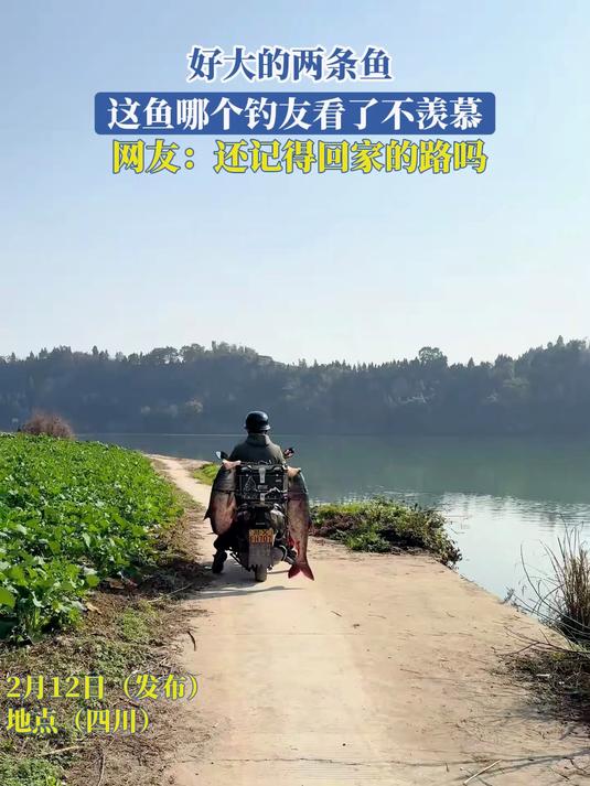 好大的两条鱼,这鱼哪个钓友看了不羡慕,网友:还记得回家的路吗