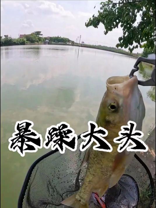 黑鱼头标本制作,超简单的