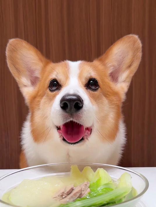柯基犬喝冬瓜小白菜鸭肝汤