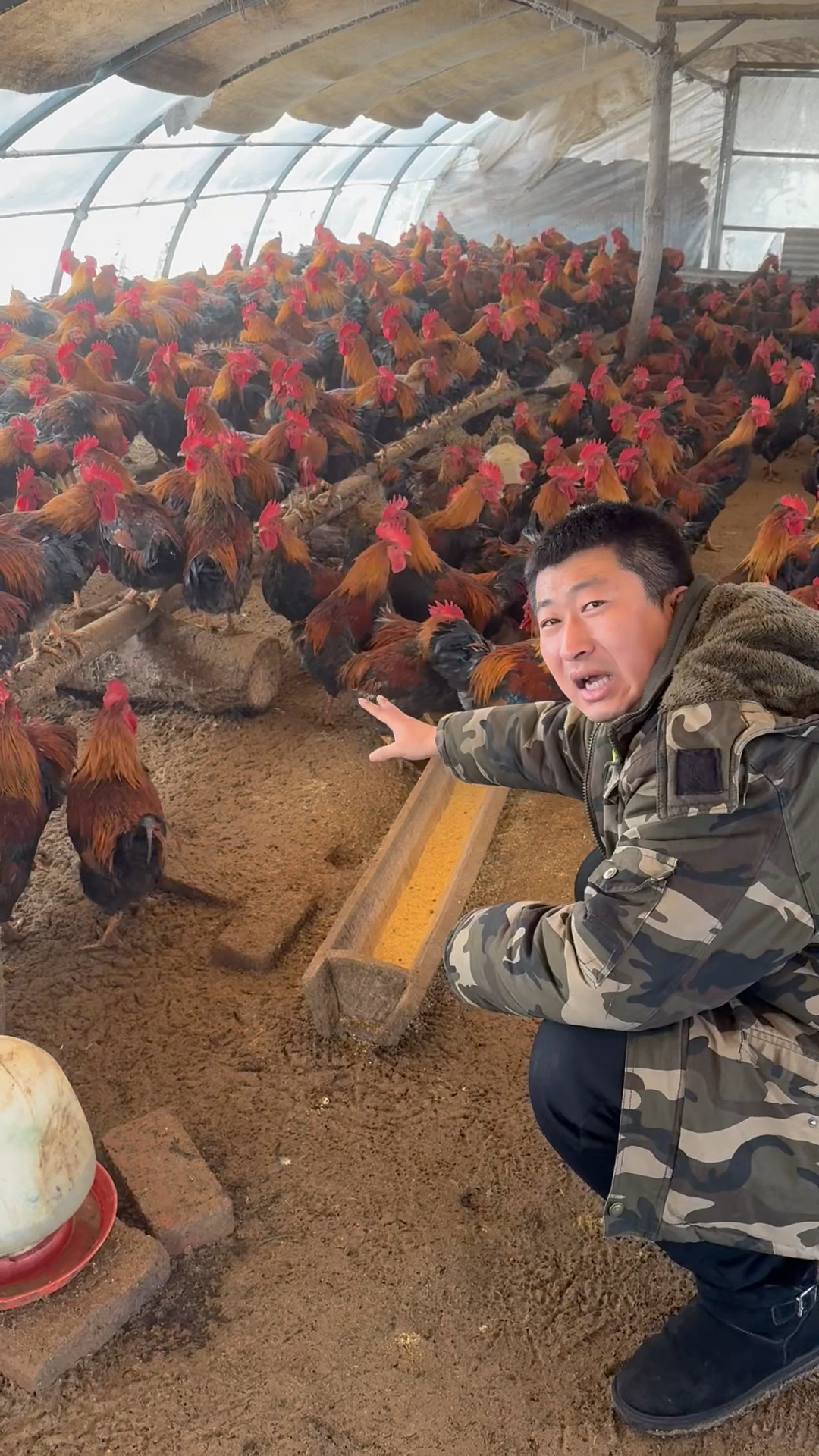 东北散养大公鸡