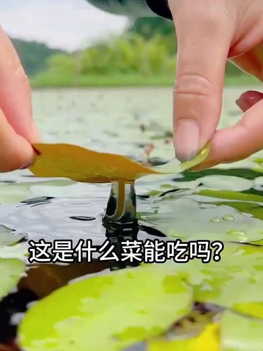 分享科普11种蔬菜你都认识几种呢？
